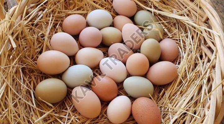 Chicken eggs, Packaging Type : Poultry Trays