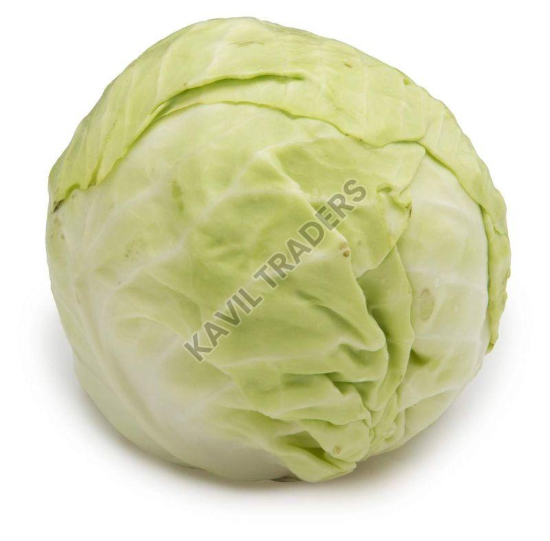 Organic Fresh Cabbage, for Good Health, Packaging Type : Plastic Packet