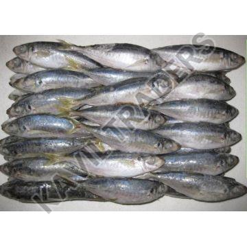 Frozen Mackerel Fish, for Household, Mess, Restaurants, Packaging Type : Vaccum Packed