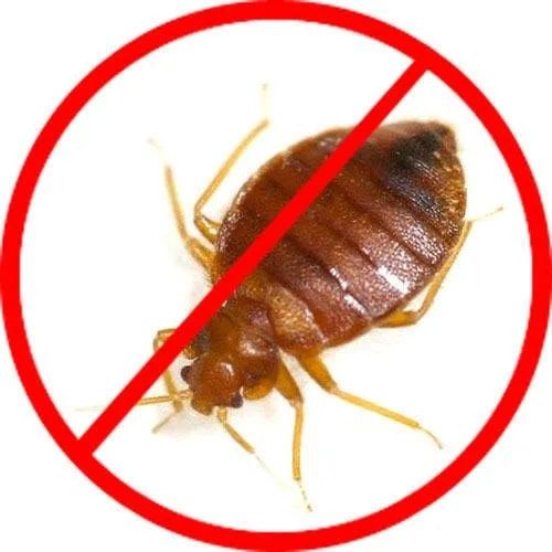 Bed Bug Pest Control Service, Feature : 100% Effective, High Power