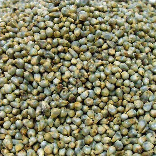 Organic Fine Processed Bajra Seeds, for Cooking, Cattle Feed, Packaging Type : Plastic Bag, Gunny Bag