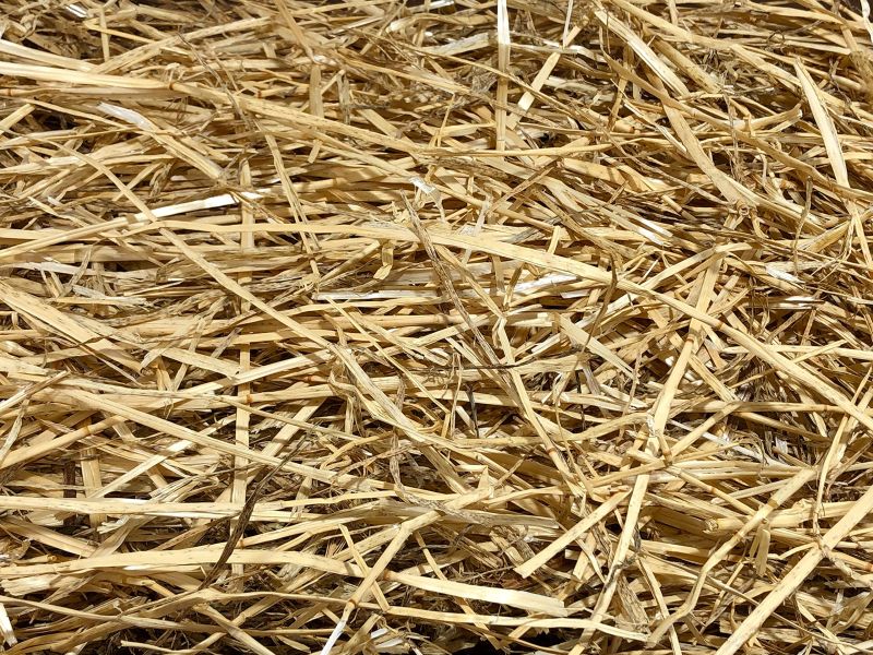 Wheat Straw, Packaging Type: Bales, Packaging Size: 50 kg at Rs