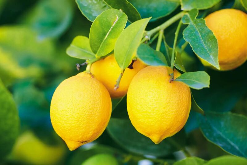 Organic Lemon, For Cold Drinks, Purity : 99%