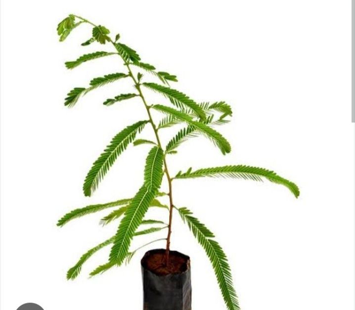 Green Amla Plant, for Plantation