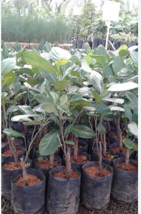 Organic Jackfruit Plant, for Plantation, Length : 2-6 Ft