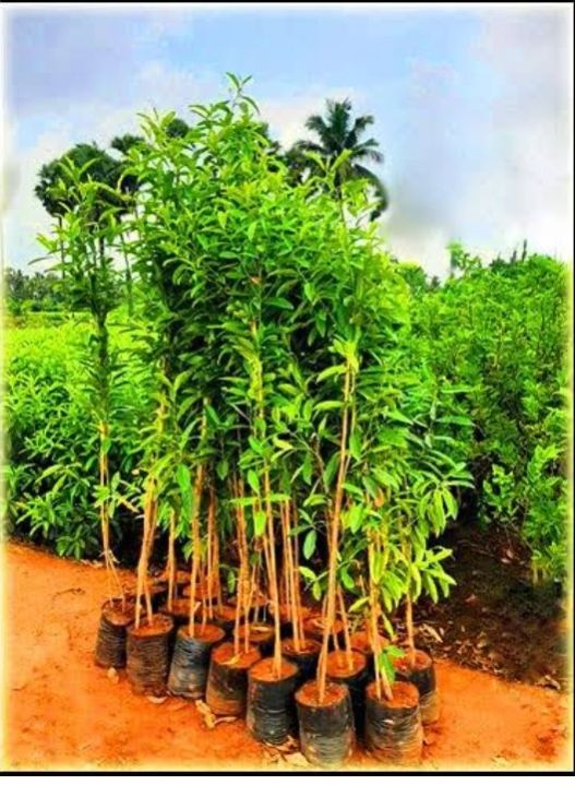Organic Rudraksha Plant