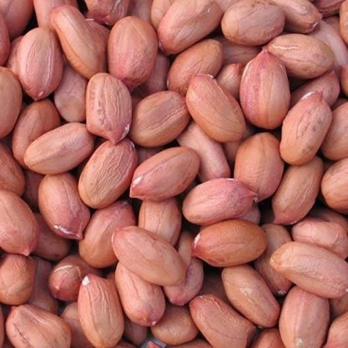 Common Fresh Groundnut Seed, For Agriculture, Cooking, Food, Medicinal, Packaging Type : Plastic Packets