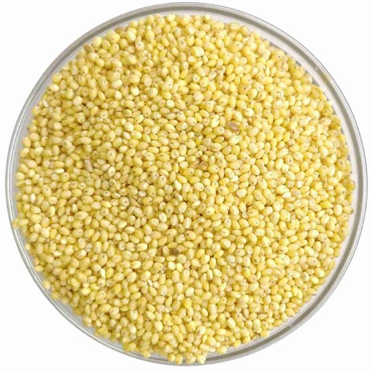 Natural Common Proso Millet Seed, for Cooking, Packaging Size : 25kg
