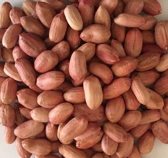 Groundnut Seeds Notified Variety G 20, for Agriculture, Cooking, Food, Medicinal, Packaging Type : Jute/PP/Vacuum Bags