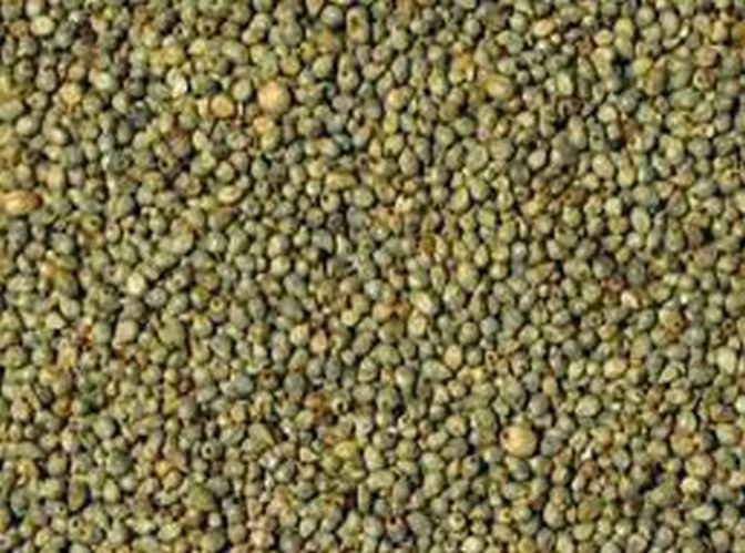Fine Processed Bajra Seeds, for Cooking, Cattle Feed, Packaging Size : 25kg