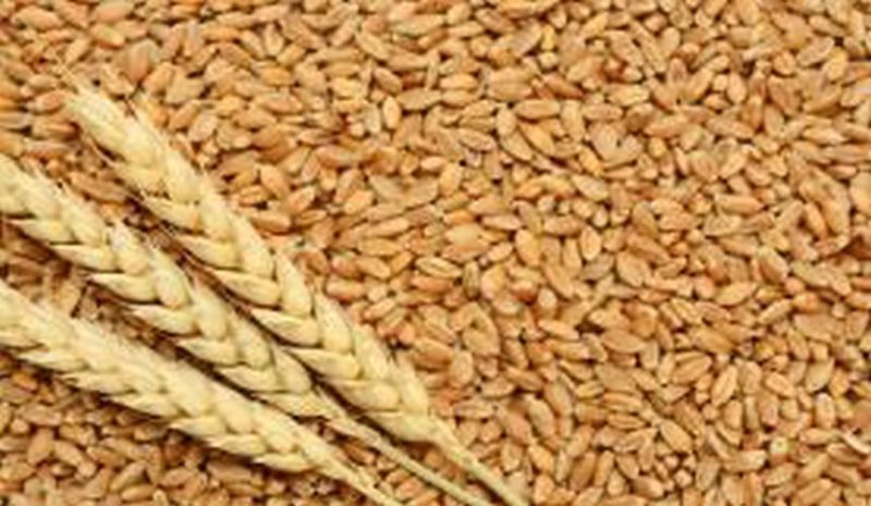 Natural Wheat Grains, for Cooking, Packaging Type : Gunny Bag