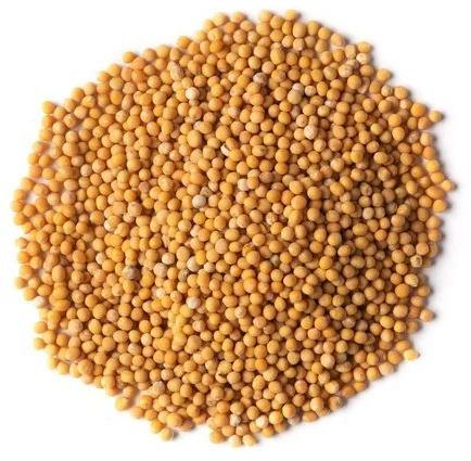 Yellow Mustard Seeds