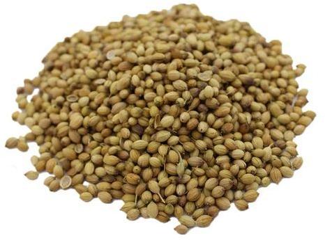 Light Brown Raw Common Coriander Seeds, Specialities : Good For Health, Long Shelf Life