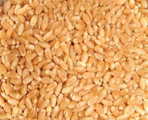Natural Wheat Grains