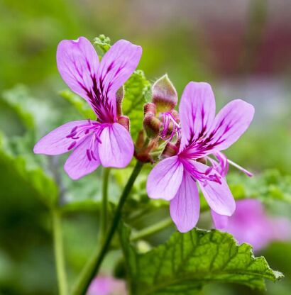 GERANIUM ESSENTIAL OIL