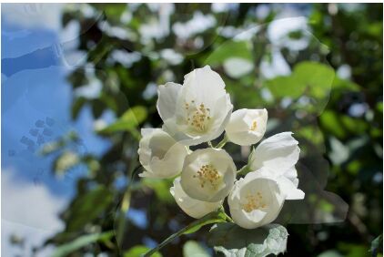 JASMINE GRANDIFLORUM ESSENTIAL OIL