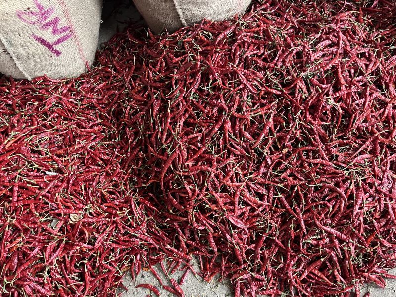 Raw Natural dried red chili, for Spices, Cooking
