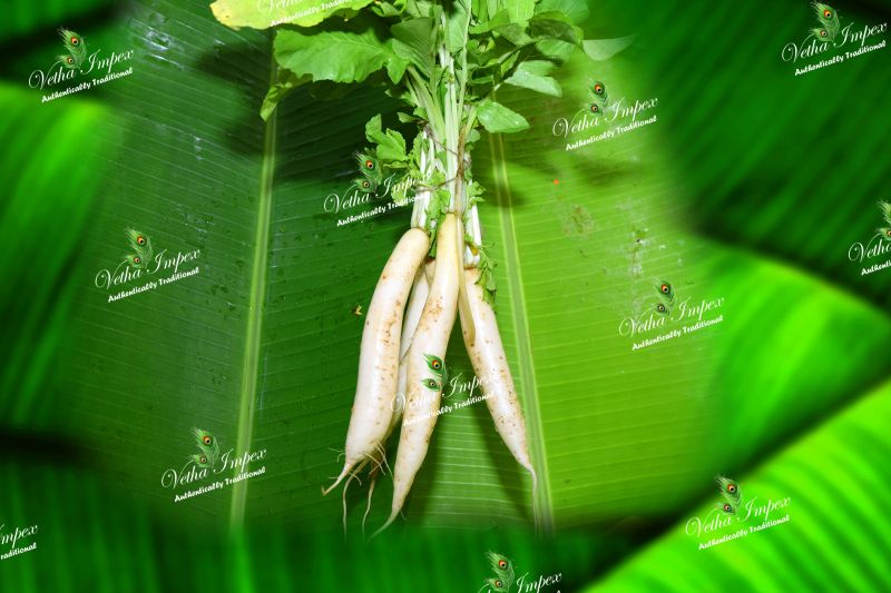 Organic White Radish, for Cooking, Packaging Size : 5kg