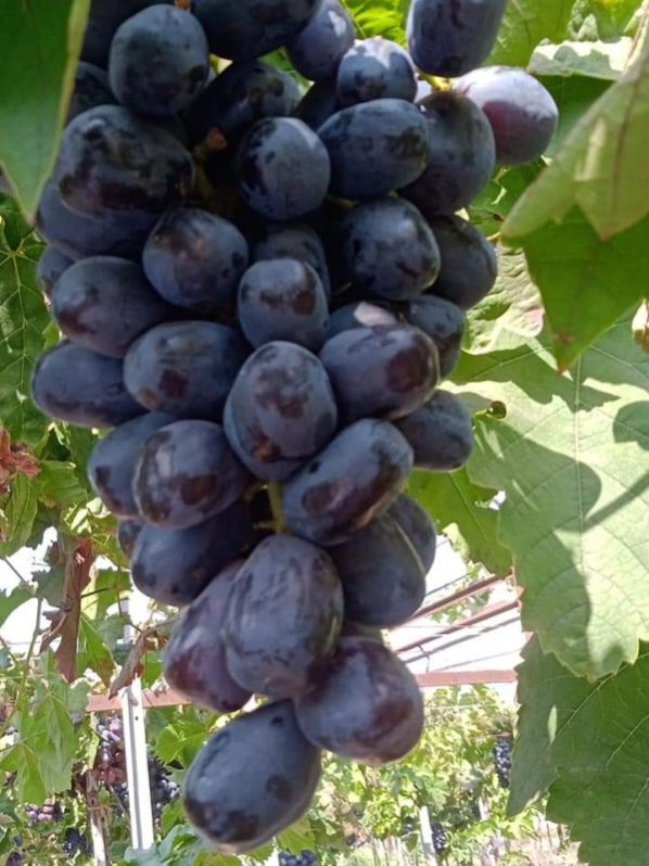 black grapes