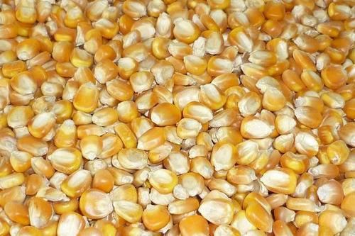 Yellow Organic Maize Seeds, For Cattle Feed, Style : Dried, Fresh
