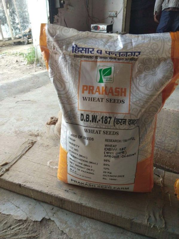 Prakash DBW 187 Wheat Seeds