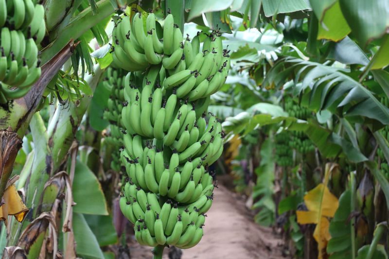 Organic Cavendish Bananas, Packaging Size : 10 Kg