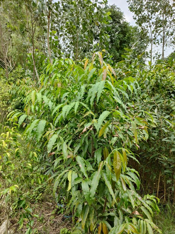 Ashoka Pendula Plant at Best Price in Sambhal Green Bio plant nursery