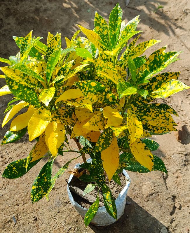 Croton Plant, For Indoor at Best Price in Sambhal Green Bio plant nursery