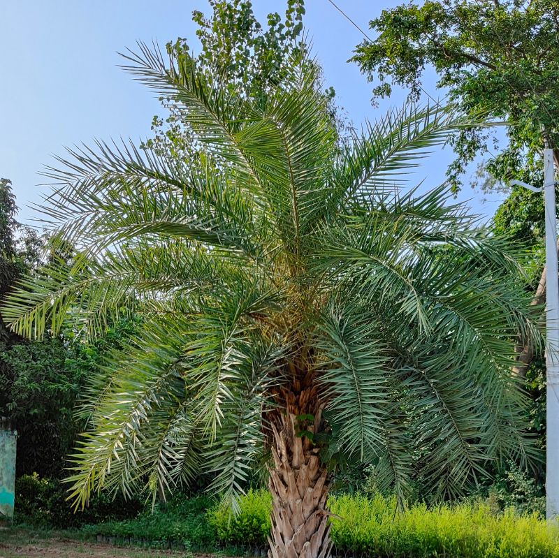 date palm trees, Color Natural Green at Rs 3,500 / piece in Sambhal