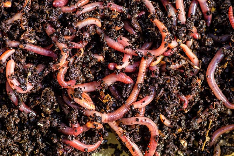 Red brown eisenia fetida earthworm, for soil, Packaging Size : Packet