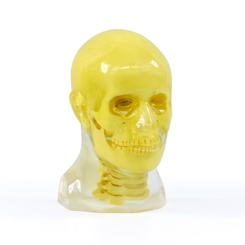 Head Phantom With Cervical Spine, for Hospital, Pathology Lab, Laboratory, Color : Yellow