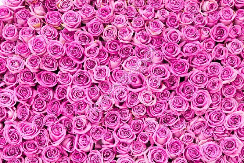 Wham pink rose