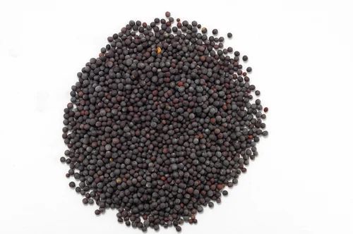 Solid Common Black Mustard Seeds, for Spices, Cooking, Grade Standard : Food Grade