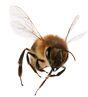 Beehive Control Services