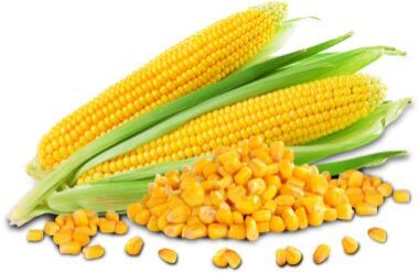 yellow corn