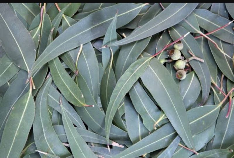 Green eucalyptus leaves