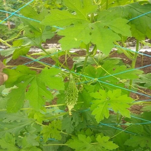 Bitter Gourd Net