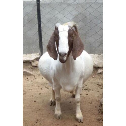 Boer Female Goat