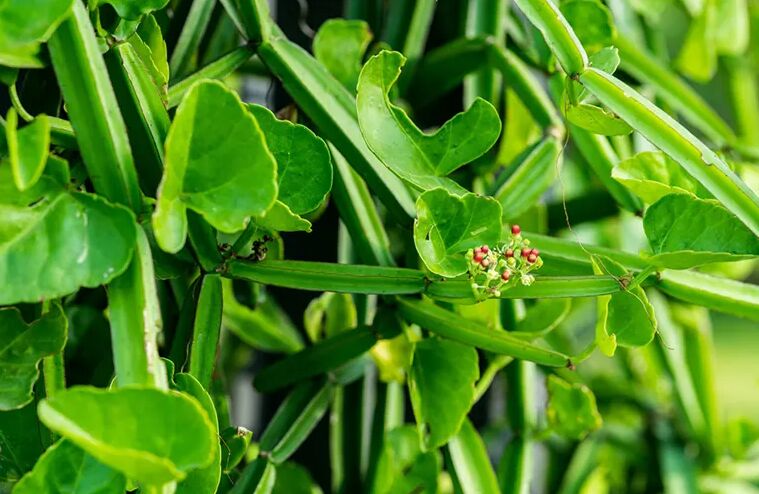 Cissus Extract, for Sports Nutrition