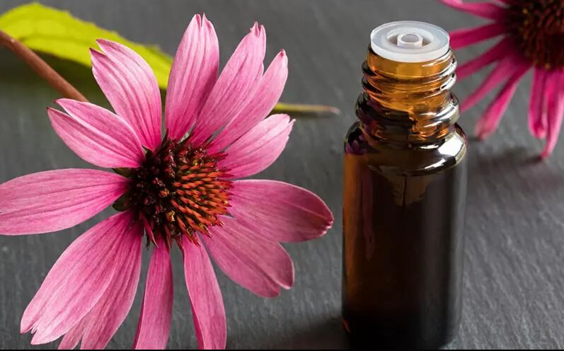 Echinacea Extract, For Antiseptic, Antifungal, Wound Healing 2% – 10%