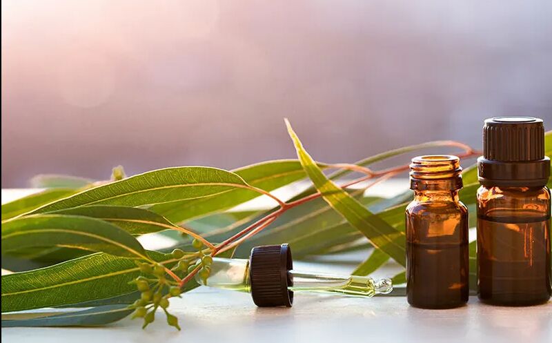Eucalyptus Citriodora Oil, For Antiseptic, Antispasmodic, Aphrodisiac, Digestive, Emollient