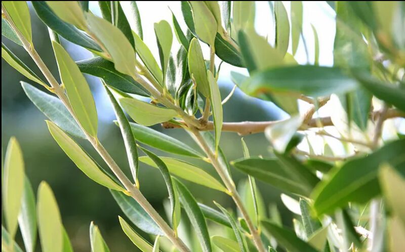 Olive Leaf Extract, For Antioxidant