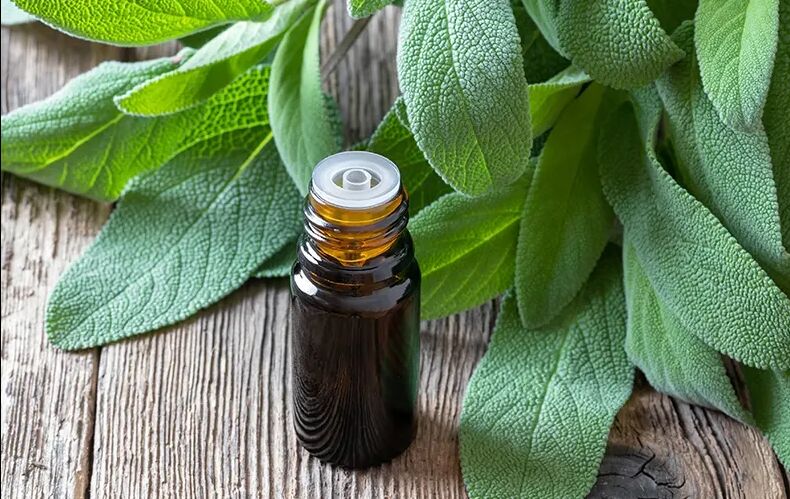 Sage Oil, for Anti Microbial, Anti Fungal, Anti Oxidant, Antiseptic, Anti Inflammatory