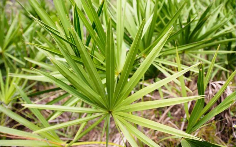Saw Palmetto Extract, for Prostate Care