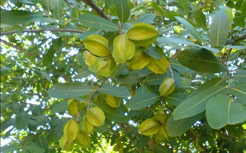 Terminalia arjuna Extract, for Cardiovascular health