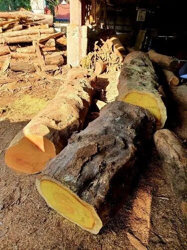 Round Yellow Jack Wood Log