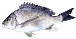 Fin Bream Fish