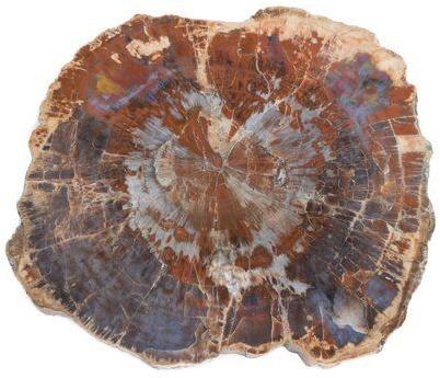 Petrified Wood, Shape : Round