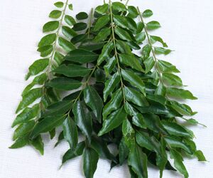 Mettur Export Fresh Curry Leaves, for Cooking