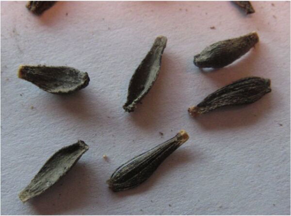 Dahlia Seeds